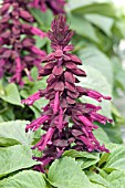 SALVIA SPLENDENS PICANTE PURPLE