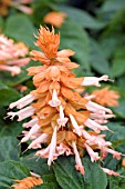 SALVIA SPLENDENS PICANTE SALMON