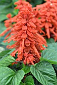 SALVIA SPLENDENS PICANTE SCARLET