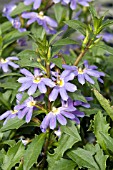 SCAEVOLA AEMULA BOMBAY BLUE