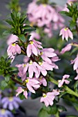 SCAEVOLA AEMULA BOMBAY PINK