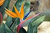 STRELITZIA REGINAE