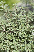 THYMUS CITRIODORUS AUREUS SILVER EDGED