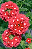 VERBENA TROPICAL BREEZE CRIMSON