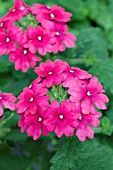 VERBENA TROPICAL BREEZE DEEP PINK