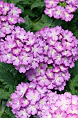 VERBENA TROPICAL BREEZE LILAC