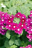 VERBENA TROPICAL BREEZE PURPLE