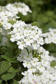 VERBENA TROPICAL BREEZE WHITE