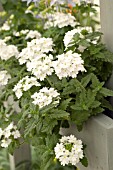 VERBENA TROPICAL BREEZE WHITE