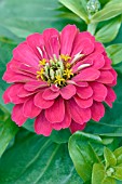 ZINNIA ELEGANS MAGELLAN CHERRY