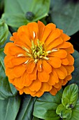 ZINNIA ELEGANS MAGELLAN ORANGE