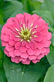 ZINNIA ELEGANS MAGELLAN PINK