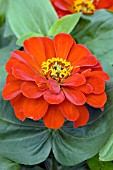 ZINNIA ELEGANS MAGELLAN SCARLET