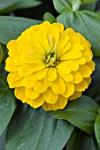 ZINNIA ELEGANS MAGELLAN YELLOW