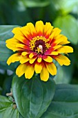 ZINNIA ELEGANS ZOWIE YELLOW FLAME