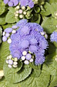 AGERATUM HOUSTONIANUM HAWAII BLUE