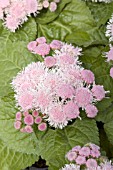 AGERATUM HOUSTONIANUM HAWAII SHELL PINK