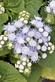 AGERATUM HOUSTONIANUM HAWAII SKY BLUE