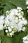 AGERATUM HOUSTONIANUM HAWAII WHITE