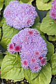 AGERATUM HOUSTONIANUM ROYAL FLORIDA