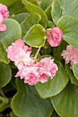 BEGONIA GUM DROP PINK