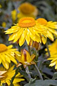 BRACTEANTHA BRILLIANCE YELLOW