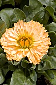 CALENDULA OFFICINALIS BON BON APRICOT