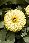 CALENDULA OFFICINALIS BON BON LIGHT YELLOW