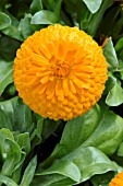 CALENDULA OFFICINALIS BON BON ORANGE