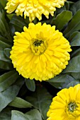 CALENDULA OFFICINALIS BON BON YELLOW