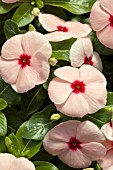 CATHARANTHUS ROSEUS HEATWAVE APRICOT (MADAGASCAR PERIWINKLE)