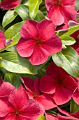 CATHARANTHUS ROSEUS HEATWAVE BURGUNDY (MADAGASCAR PERIWINKLE)