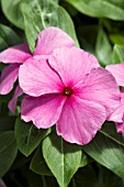 CATHARANTHUS ROSEUS HEATWAVE GRAPE