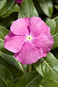 CATHARANTHUS ROSEUS HEATWAVE ORCHID