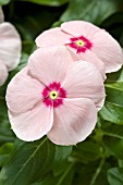 CATHARANTHUS ROSEUS HEATWAVE PEACH