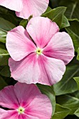 CATHARANTHUS ROSEUS HEATWAVE PINK