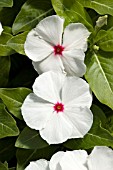 CATHARANTHUS ROSEUS HEATWAVE PEPPERMINT