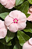 CATHARANTHUS ROSEUS HEATWAVE PUNCH