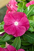 CATHARANTHUS ROSEUS HEATWAVE RASPBERRY