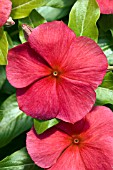 CATHARANTHUS ROSEUS HEATWAVE RED