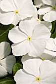 CATHARANTHUS ROSEUS HEATWAVE WHITE