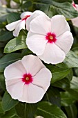 CATHARANTHUS ROSEUS SUN DEVIL EXTREME APRICOT