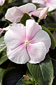 CATHARANTHUS ROSEUS SUN DEVIL EXTREME BLUSH