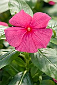 CATHARANTHUS ROSEUS SUN DEVIL EXTREME FUCHSIA