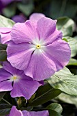 CATHARANTHUS ROSEUS SUN DEVIL EXTREME LAVENDER