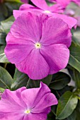 CATHARANTHUS ROSEUS SUN DEVIL EXTREME ORCHID