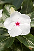 CATHARANTHUS ROSEUS SUN DEVIL EXTREME PEPPERMINT