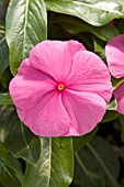 CATHARANTHUS ROSEUS SUN DEVIL EXTREME PINK