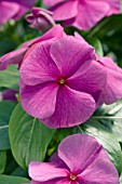 CATHARANTHUS ROSEUS SUN DEVIL EXTREME PURPLE