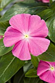 CATHARANTHUS ROSEUS SUN DEVIL EXTREME ROSE